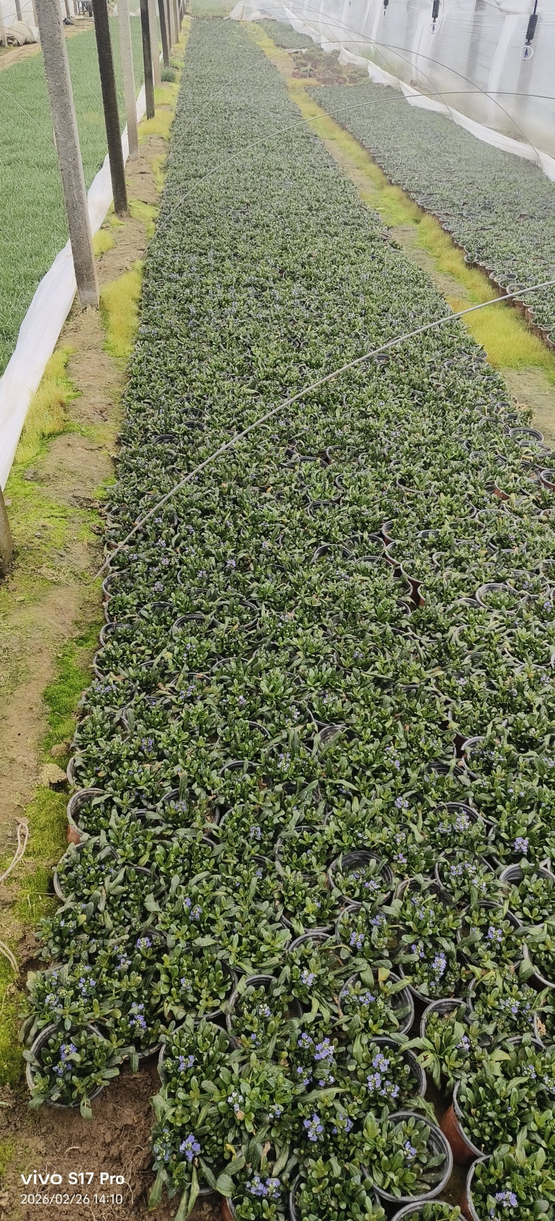 筋骨草，多花筋骨草，姬十二单筋骨草