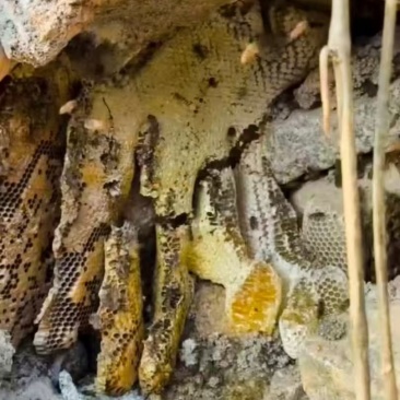 野生蜜糖