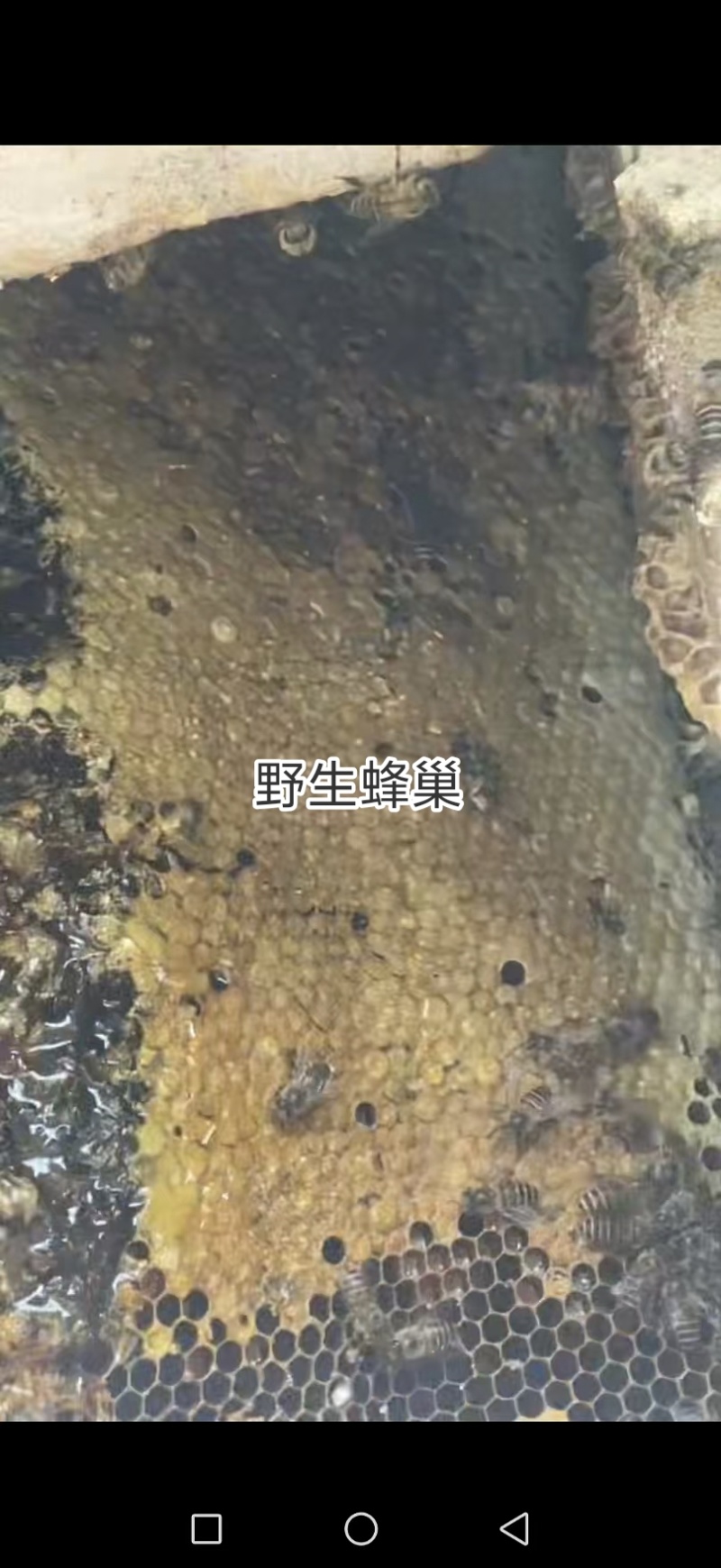 野生蜜糖