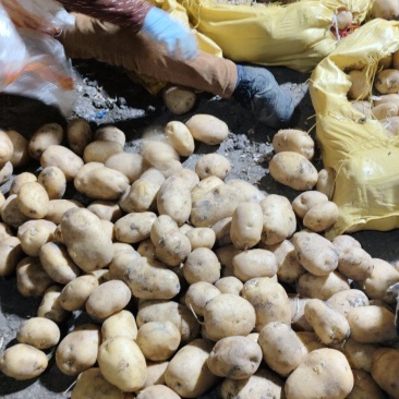 尤金土豆大量出库中