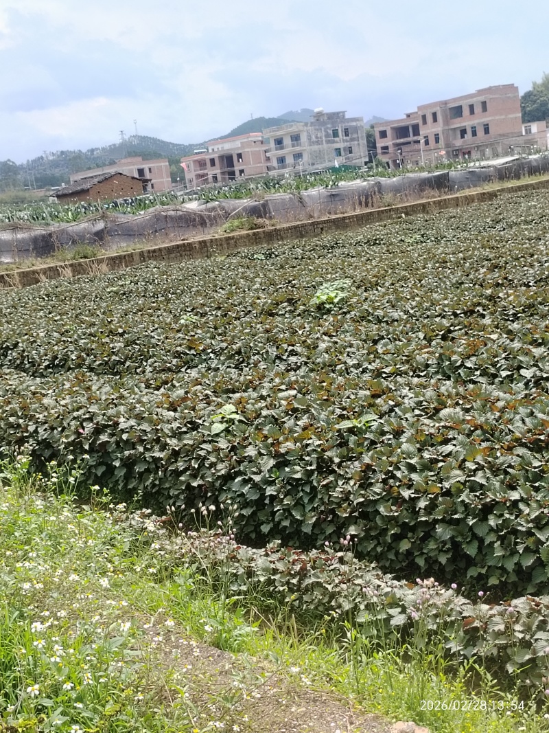 广西壮族自治区梧州产地直发三十多亩