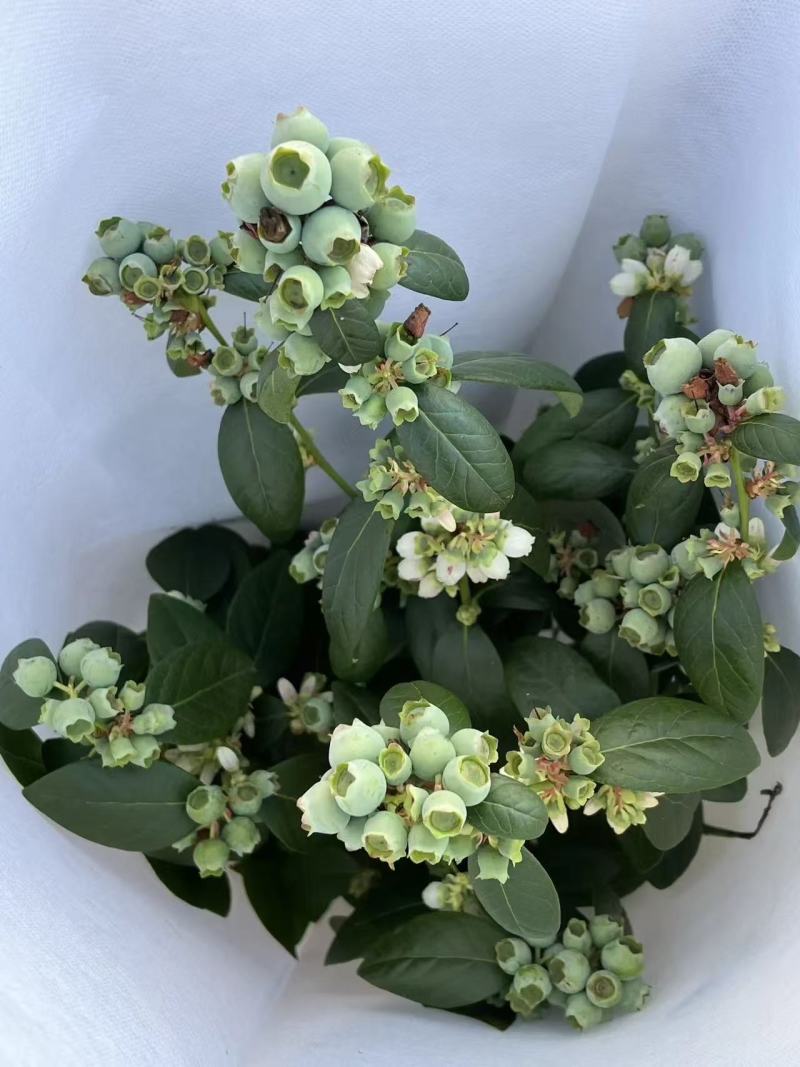 蓝莓苗F6高60-80cm早熟大果硬度高甜度好L25花苞