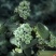 蓝莓苗F6高60-80cm早熟大果硬度高甜度好L25花苞
