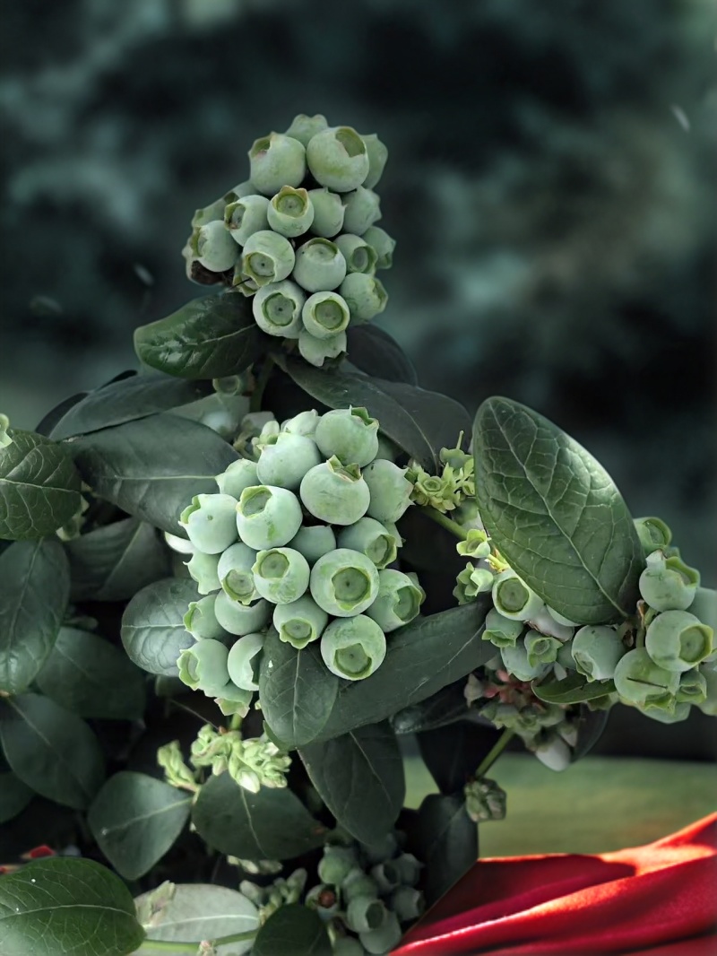 蓝莓苗F6高60-80cm早熟大果硬度高甜度好L25花苞