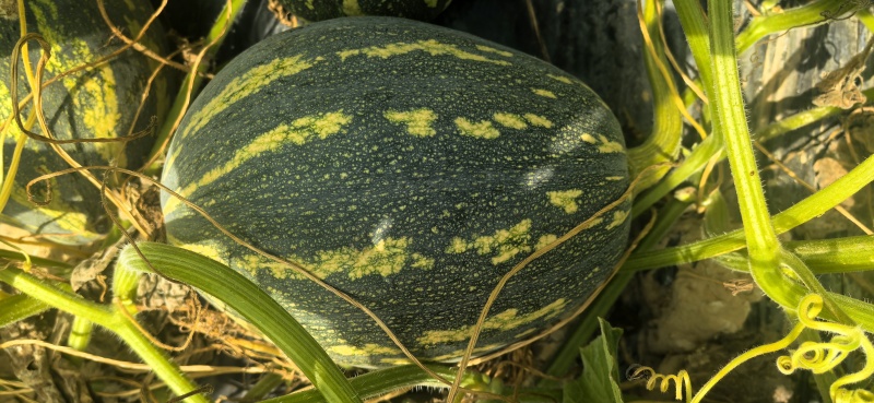 香芋南瓜
