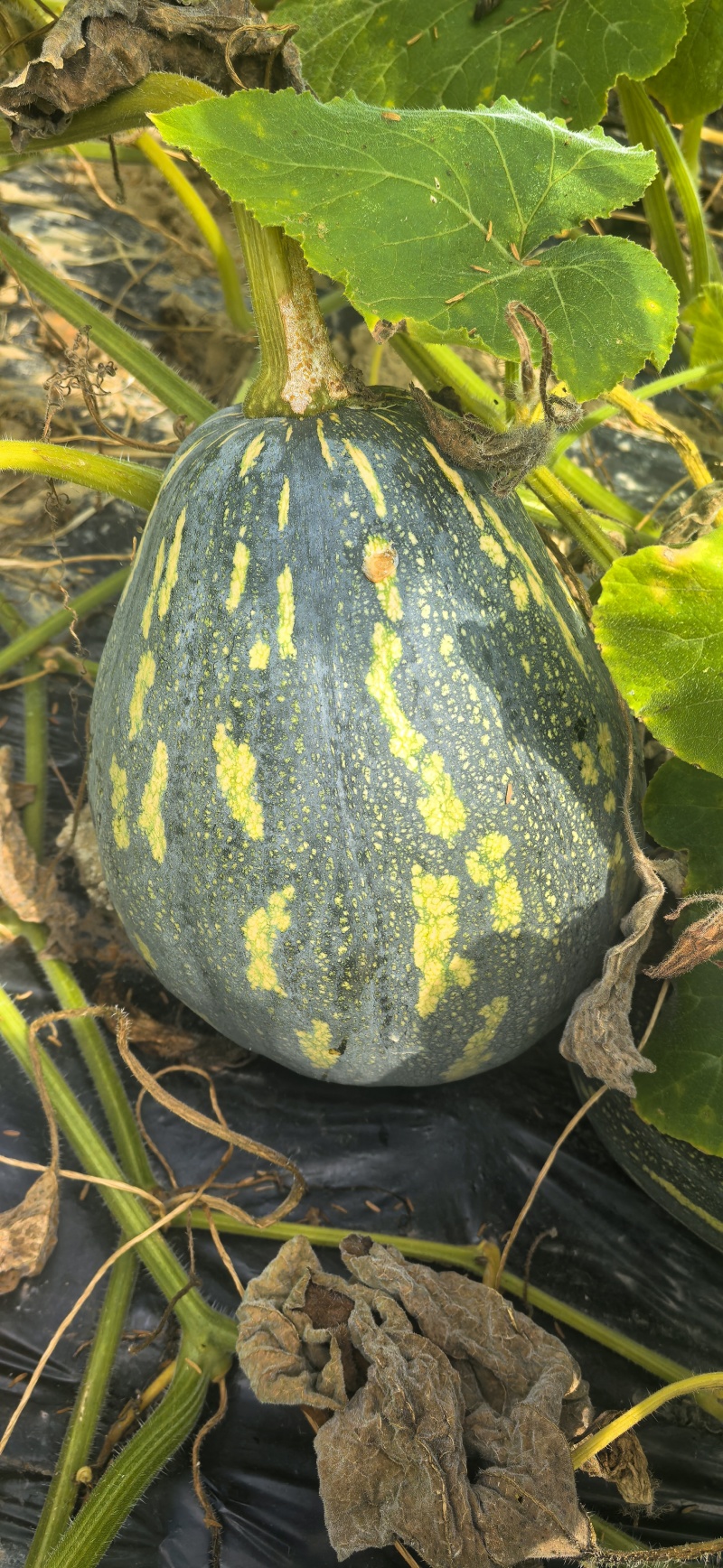 香芋南瓜