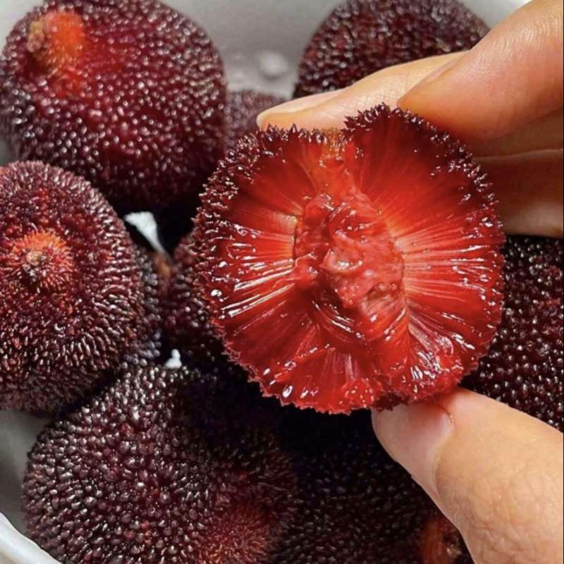 杨梅🍒浙江产地品质保障自家种植欢迎采购对接全国客商
