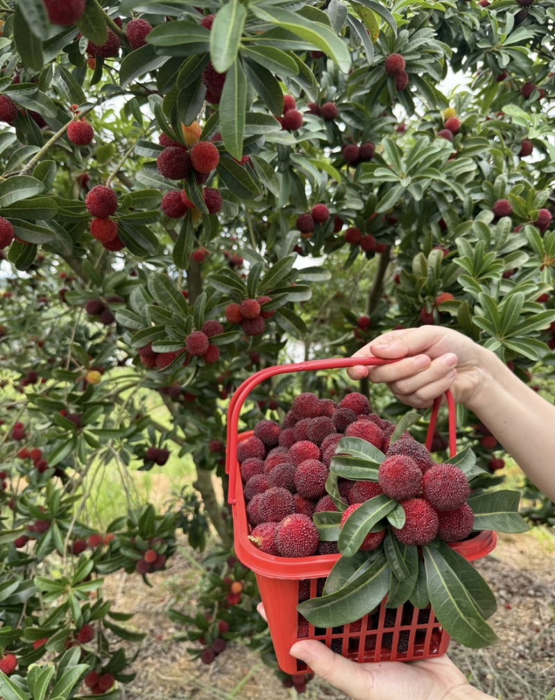 杨梅🍒浙江产地品质保障自家种植欢迎采购对接全国客商