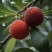 杨梅🍒浙江产地品质保障自家种植欢迎采购对接全国客商