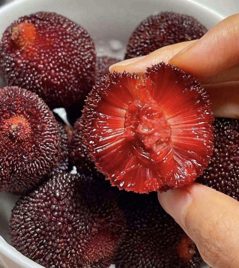 杨梅🍒浙江产地品质保障自家种植欢迎采购对接全国客商