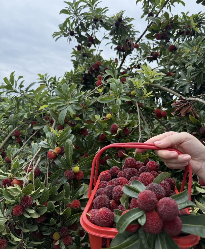 杨梅🍒浙江产地品质保障自家种植欢迎采购对接全国客商
