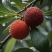 【精选】仙居杨梅🍒产地直发量大从优可视频看货对接全国