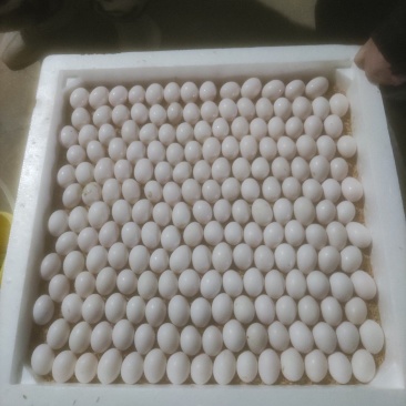 鸽子蛋养殖场直供，要长期稳定的客户。
