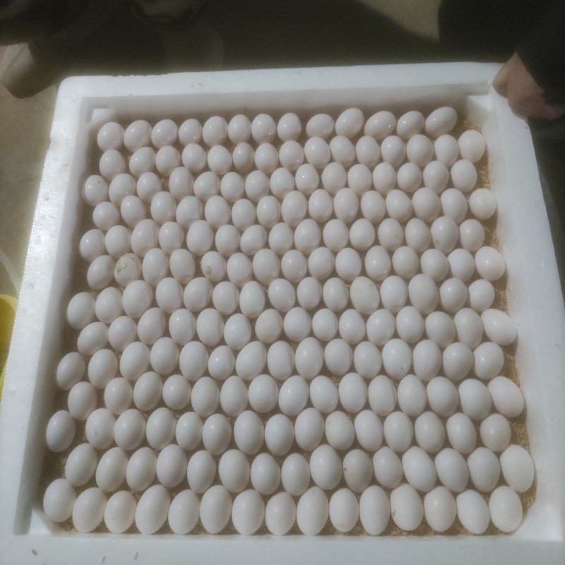 鸽子蛋养殖场直供，要长期稳定的客户。