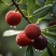 【精选】仙居杨梅🍒产地直发量大从优可视频看货对接全国