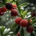 【精选】仙居杨梅🍒产地直发量大从优可视频看货对接全国