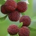 【精选】仙居杨梅🍒产地直发量大从优可视频看货对接全国