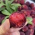 【精选】仙居杨梅🍒产地直发量大从优可视频看货对接全国