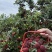 【精选】仙居杨梅🍒产地直发量大从优可视频看货对接全国