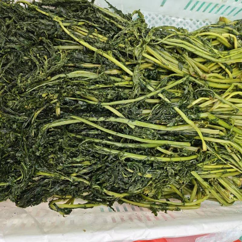 花叶芥菜樱，传统大缸泡菜，货源充足，欢迎进店咨询！