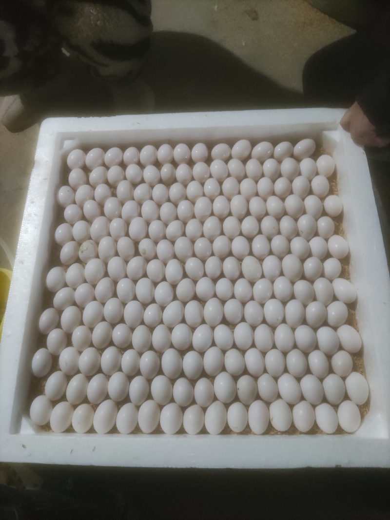 鸽子蛋养殖场直供，要长期稳定的客户。