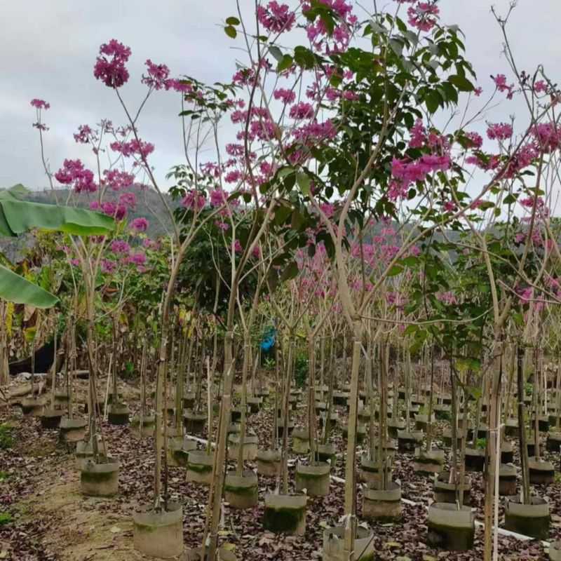 精品紫花风铃木，1公分至20公分一手货源全国发货