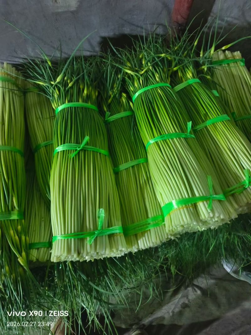 白帽蒜苔承接各大市场平台电商，欢迎合作