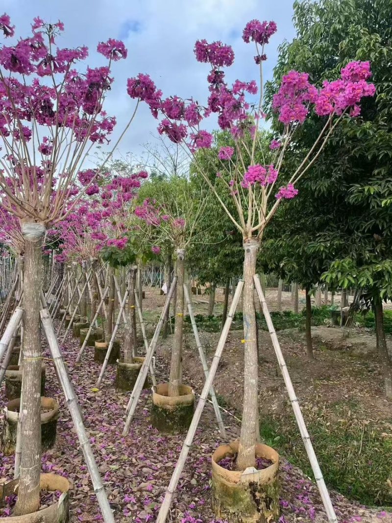 精品紫花风铃木，1公分至20公分一手货源全国发货