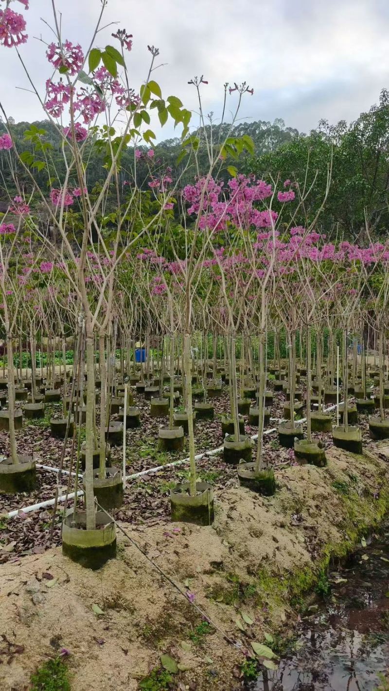 精品紫花风铃木，1公分至20公分一手货源全国发货