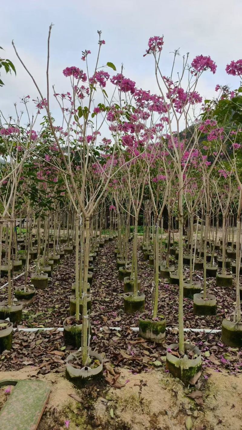 精品紫花风铃木，1公分至20公分一手货源全国发货