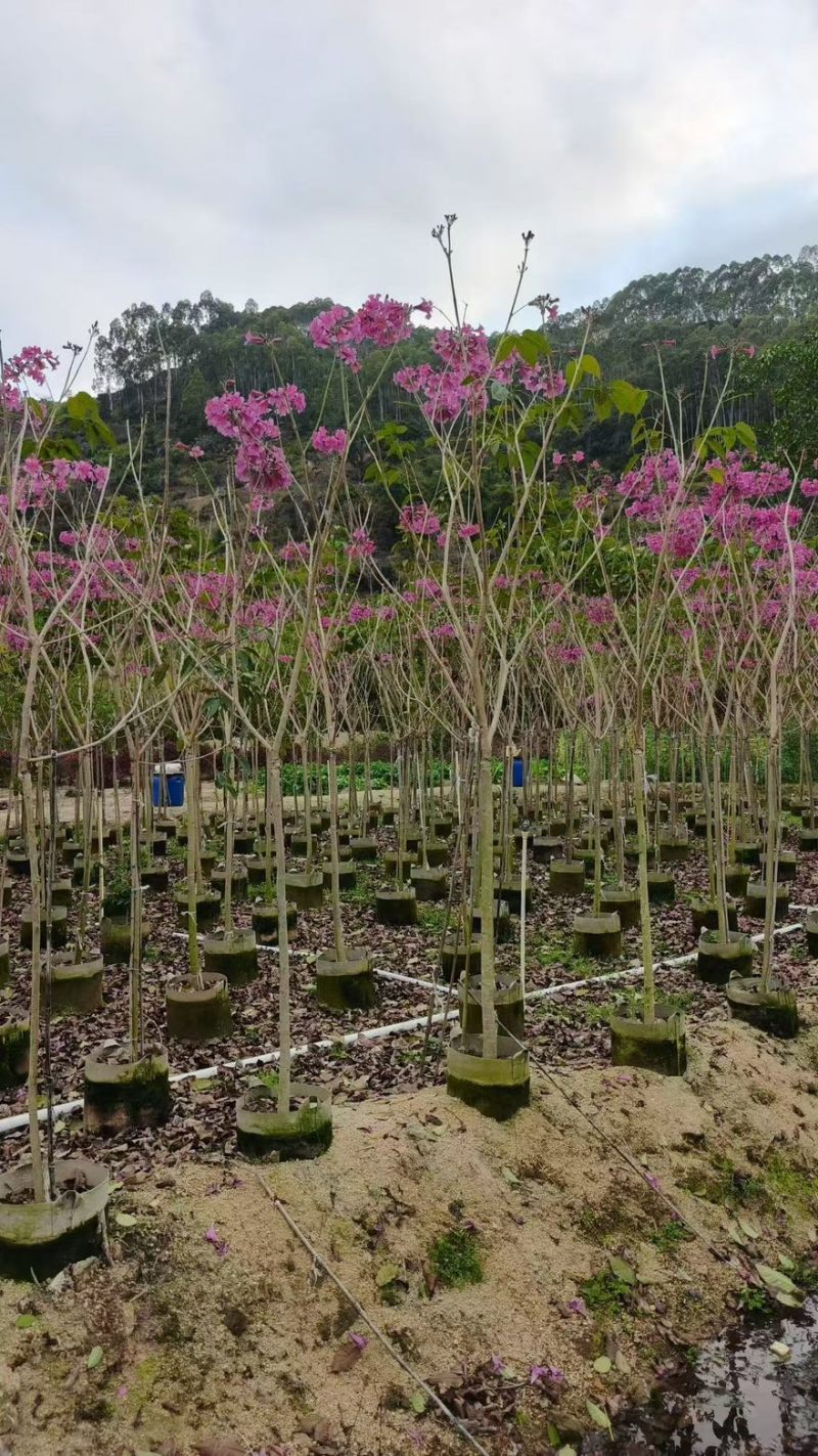 精品紫花风铃木，1公分至20公分一手货源全国发货