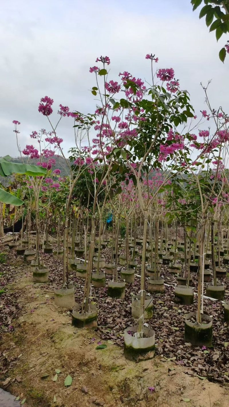 精品紫花风铃木，1公分至20公分一手货源全国发货