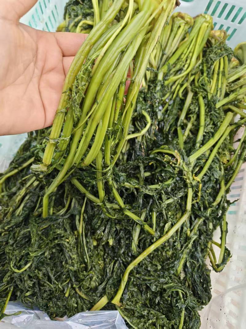花叶芥菜樱，传统大缸泡菜，货源充足，欢迎进店咨询！