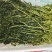 花叶芥菜樱，传统大缸泡菜，货源充足，欢迎进店咨询！