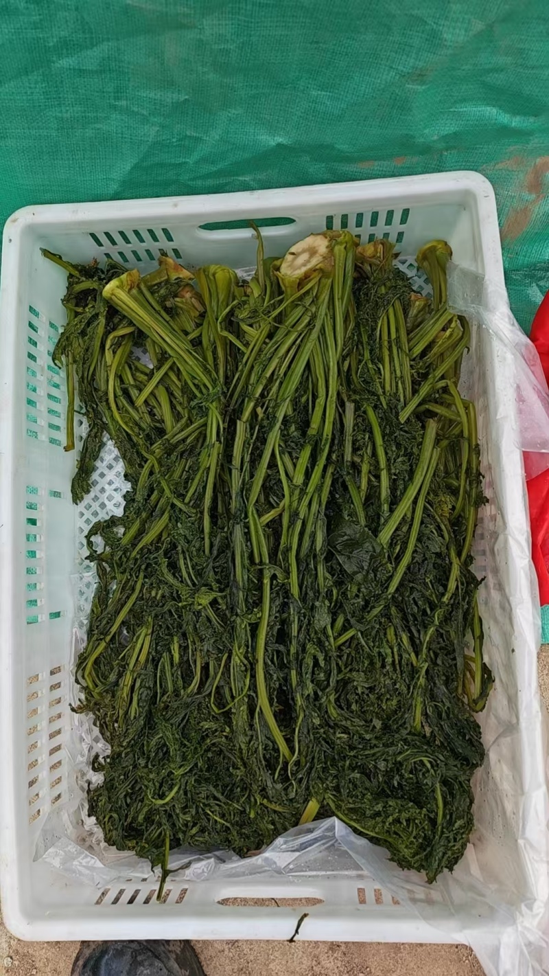 花叶芥菜樱，传统大缸泡菜，货源充足，欢迎进店咨询！
