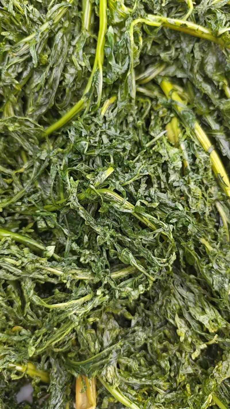 花叶芥菜樱，传统大缸泡菜，货源充足，欢迎进店咨询！
