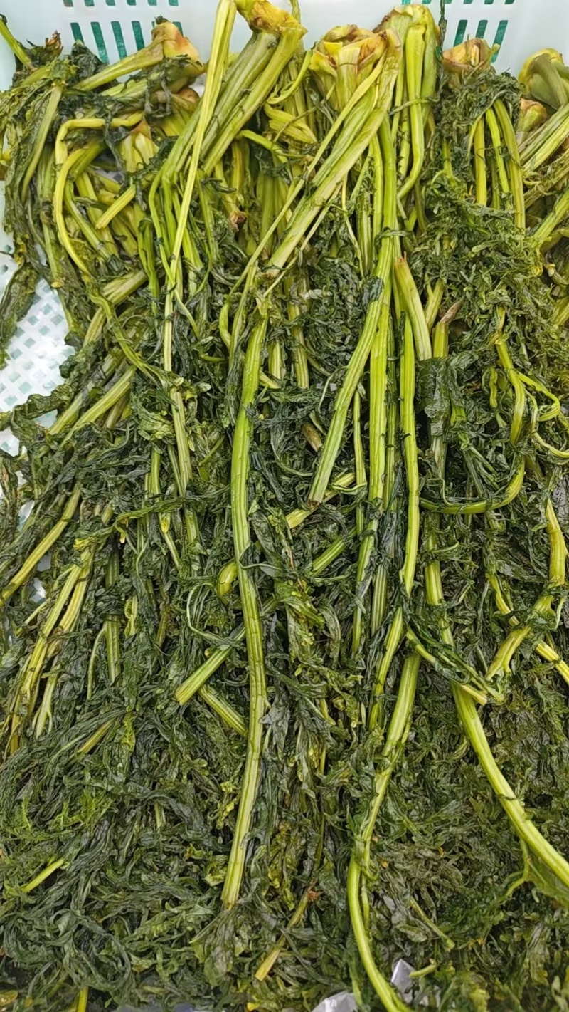 花叶芥菜樱，传统大缸泡菜，货源充足，欢迎进店咨询！