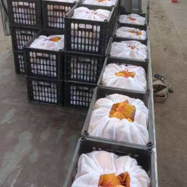人参果