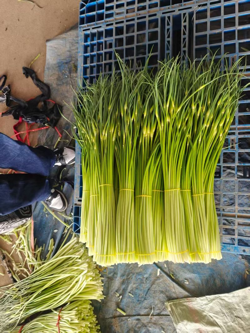 白帽蒜苔承接各大市场平台电商，欢迎合作