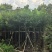 香樟树，1公分至50公分一手货源全国发货量大价优