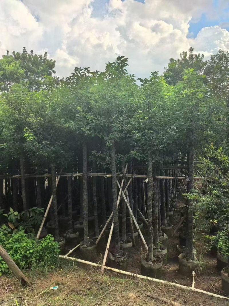 香樟树，1公分至50公分一手货源全国发货量大价优