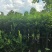 香樟树，1公分至50公分一手货源全国发货量大价优