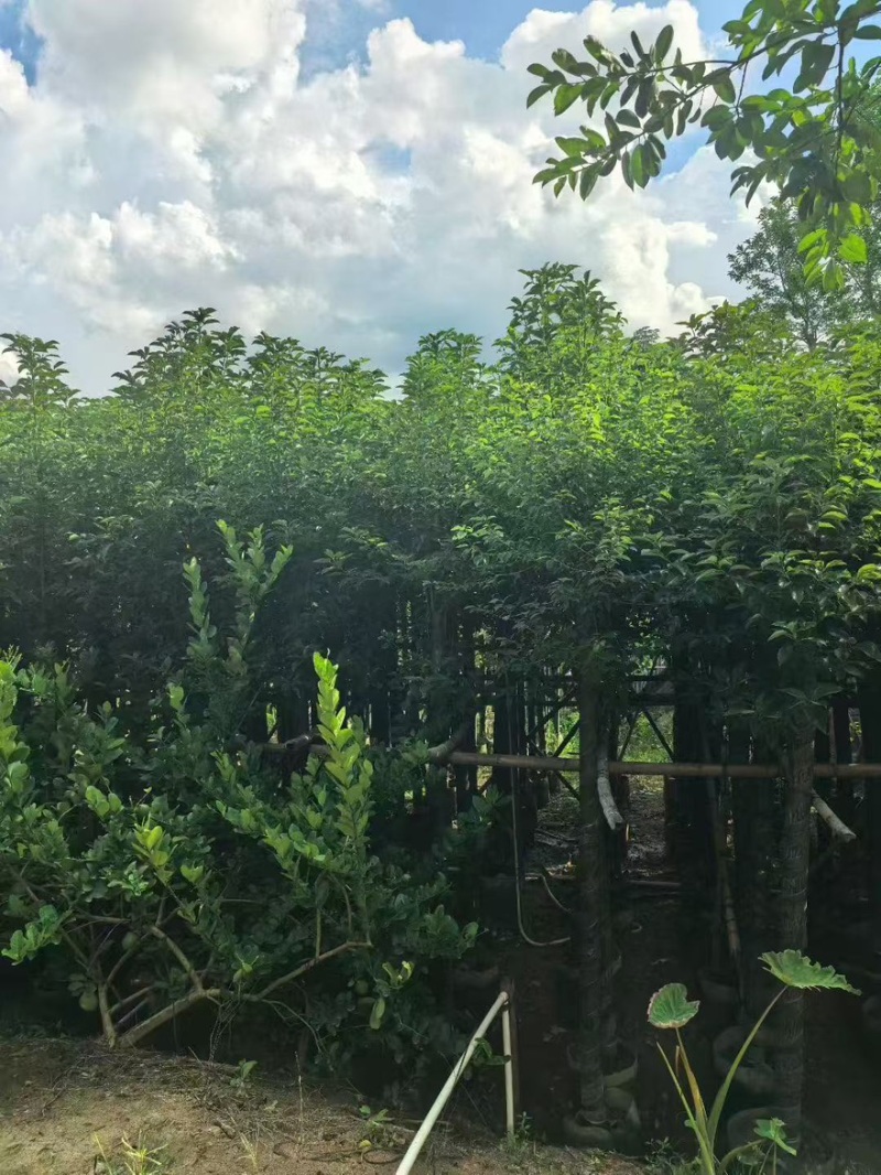 香樟树，1公分至50公分一手货源全国发货量大价优