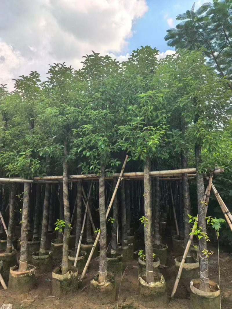 香樟树，1公分至50公分一手货源全国发货量大价优