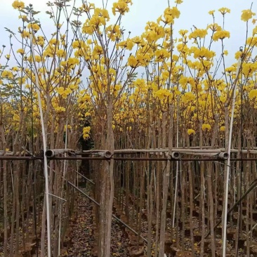 黄花风铃木，米径1公分至20公分一手货源全国发货量大价优