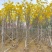 黄花风铃木，米径1公分至20公分一手货源全国发货量大价优