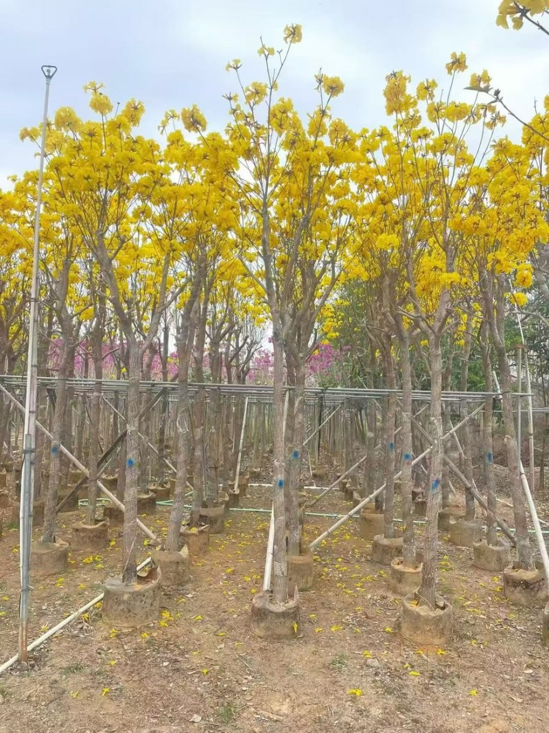 黄花风铃木，米径1公分至20公分一手货源全国发货量大价优