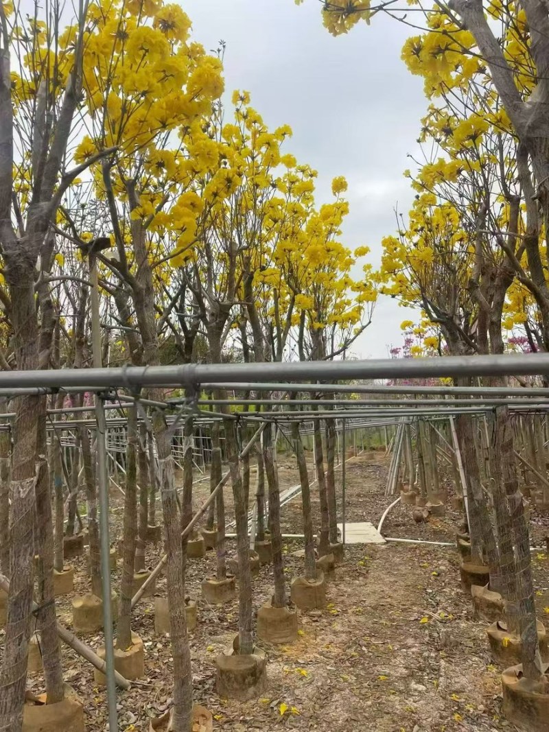 黄花风铃木，米径1公分至20公分一手货源全国发货量大价优