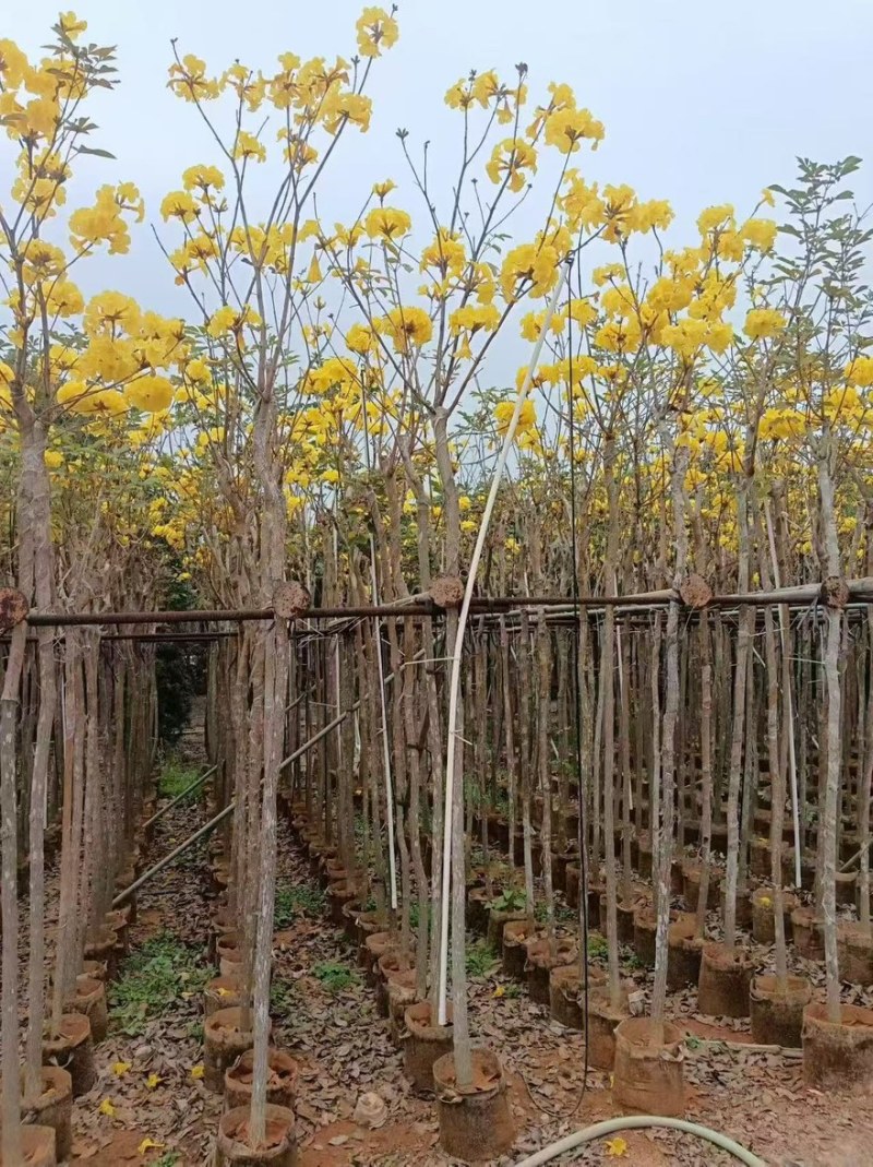 黄花风铃木，米径1公分至20公分一手货源全国发货量大价优
