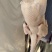 优质新鲜野鸡蛋营养丰富还美味需要的老板请联系